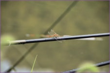 (지촌지)바람따라 구름따라 679회 :: 토종붕어를 사랑하는 사람들
