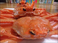 울진 대게로 게파티~ 찌는법과 먹는법까지 알려드려요.