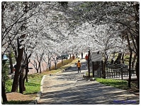 예당호가 보이는 봉수산 봄산행 > 테마산행