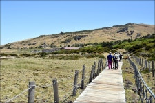 제주 영실-윗세오름-돈내코 철쭉산행 > 테마산행