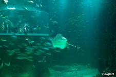 벨루가의 귀여운 모습을 볼수있는 한화 아쿠아플라넷 여수 [여수엑스포공원]