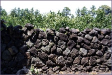 그 아름다움, 5월의 제주 올레길 - 5코스 3편