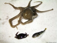 쭈꾸미와 삼겹살의 맛있는 만남 + 볶음밥= 쭈삼 불고기 - 10만개의 레시피, 메뉴판키친 요리판