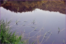 (지촌지)바람따라 구름따라 679회 :: 토종붕어를 사랑하는 사람들