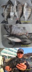 감시 4짜 초.중반 조황(안골해성호)