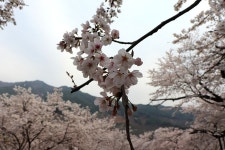 부산테마여행사