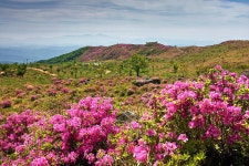 [100대명산-16차] 전국 최대 철쭉군락지의 위엄- 황매산 - 뽐뿌:등산포럼 [100대명산-16차]  전국 최대 철쭉군락지의 위엄- 황매산