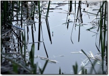 (사곡지)바람따라 구름따라 586회 :: 토종붕어를 사랑하는 사람들