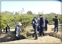 한국산림아카데미 | 1기 김근섭 동창회장 농장에서 감나무 접붙이기와 반송가치치기 현장 현장체험활동 - Daum 카페 1기 김근섭 동창회장... 
