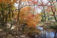 인천장애인정보화협회중구지회 | 고창 선운산 도솔천의 단풍 - Daum 카페 고창 선운산 도솔천의 단풍