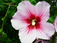 홍릉 수목원에 무궁화꽃이 활짝 피었습니다