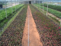 홍가시 삽목 : 트리디비