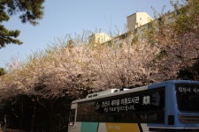 감골도서관 뒤에 벚꽃 핀거 예쁘데요ㅋ - 안산 갤러리