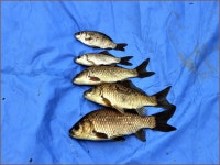 (충북 옥천권)바람따라 구름따라 578회 :: 토종붕어를 사랑하는 사람들