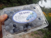 공주여행 베리베리팜 블루베리농장 체험하고 용문서원 구경
