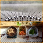 진주 송곡지 :: 토종붕어를 사랑하는 사람들