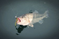 어제 경천 사진 몇장 - 낚시 갤러리