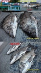 11/25일(일) 감성돔들& 밤볼락 전원쿨러만땅./오후5시 밤뽈정상출조