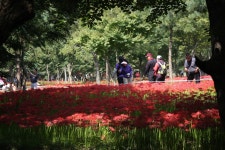 여행후기>알림마당>영광군 문화관광 불갑사 상사화