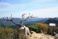 노송의소나무 능선.구봉대산 으로갑니다. - 정기산행 안내/신청... 뜻이 담긴 아기자기한 노송의소나무 능선.구봉대산 으로갑니다.