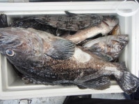 (西)서해조황 - 13일 격열비열도 우럭,광어 낚시 조황