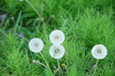 호미숙 자전거여행 서해안 7일차 애들아 반갑다![보령(독산해변)-춘장대-선도리-장항송림산림욕장-철새공원-금강하구둑-비응항 86km... 