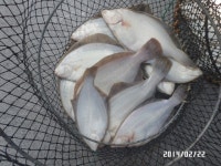 (南)남해조황 - 왕도다리 회맛손맛에뽕~갑니다~~(예약가능)