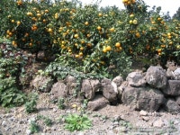 [제주도]살아 있는 전복이 바글바글한 기억나는집 해물탕