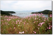 [청산도-2부] 몸도 마음도 느리게 가야 하는 42.195km의 슬로길!
