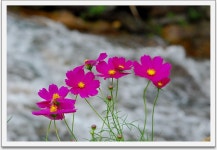 사는이야기 - 가을 들길을 반기는 꽃들의 향연 - 충청남도 가을 들길을 반기는 꽃들의 향연