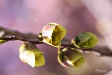 ♣ 이동활의 음악정원 ♣ | 포포나무 [pawpaw] 꽃를 보셨나요? 그리고 신나는 음악 하나... - Daum 카페 ﻿포포나무 [pawpaw] 꽃를 보셨나요?... 