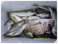 찬치80cm목요일 조항입니다