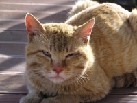 터주 투병기2 - 야옹이 갤러리