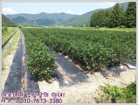 집앞에서 받아보세요~ 아로니아농장으로 주문문의! - Daum 카페 아로니아 직배송으로 집앞에서 받아보세요~ 아로니아농장으로 주문문의!