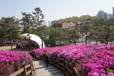 홀로산행 | 수리산-황홀한 군포철쭉 축제장에서 초막골 생태공원으로 (2017.4.28.금) - Daum 카페 수리산-황홀한 군포철쭉 축제장에서... 