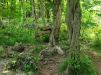 The Bloggers | [제주에서 살아보기] 사려니숲길 - 비자림로 입구에서 남조로 입구까지 - Daum 카페 [제주에서 살아보기] 사려니숲길... 