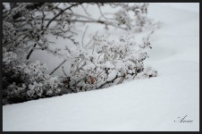 눈꽃이 하얗게 핀 아침