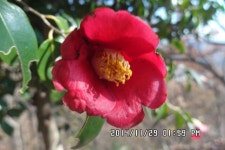 기장테마임도 (곰내재 ~ 아홉산 ~ 두화마을 ~ 곰내재) - 부산.경남지회 - SC제일은행 동우회 SC제일은행 동우회