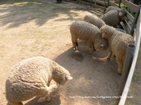 ★귀여운 동물들과 미니양떼목장을 만날 수 있는 일영 허브랜드★ 2부입니다~~~~