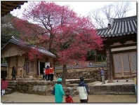 대불회~ 구례 사성암, 화엄사, 천은사 순례 다녀왔습니다. > 한국불교대학소식 | 한국불교대학大관음사