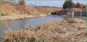 (선산또랑 )바람따라 구름따라 870회 :: 토종붕어를 사랑하는 사람들