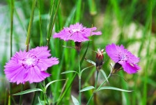 石竹花(패랭이꽃) - 선조이야기 - 영일정씨삼휴정화수회 石竹花(패랭이꽃)