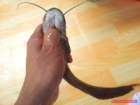 계곡 가서 손으로 잡은 메기로 끓이는 아빠표 매운탕 - 10만개의 레시피, 메뉴판키친 요리판