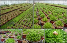 엄나무순 (개두릅) 농장 수루지천년농원 구경