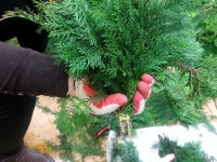 성지(聖枝)가지 - 본당 주보 - 천주교 서귀포성당 성지(聖枝)가지