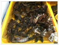 <통영/중앙시장>뽈락구이,병어돔회,멍게비빔밥,갑오징어찜,도다리지리탕..태웅관 - 전북/전주 지역 추천맛집 태웅관 후기