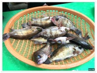 <통영/중앙시장>뽈락구이,병어돔회,멍게비빔밥,갑오징어찜,도다리지리탕..태웅관 - 전북/전주 지역 추천맛집 태웅관 후기