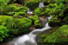 태고적 신비스런 이끼 계곡.. - ―····포토ノ풍경이미지 - 좋은 글과 좋은 음악이 있는 곳 태고적 신비스런 이끼 계곡..