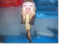 [통영]언제나 재밌는 시장구경_서호시장