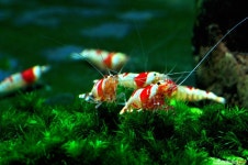 물생활 앨범 정리 - 물고기 갤러리